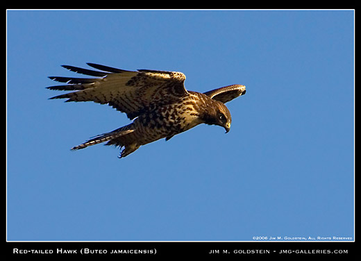 Red-tailed Hawk (Buteo jamaicensis) wildlife photo by Jim M. Goldstein