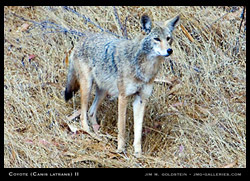 Coyote (Canis latrans) wildlife photo by Jim M. Goldstein