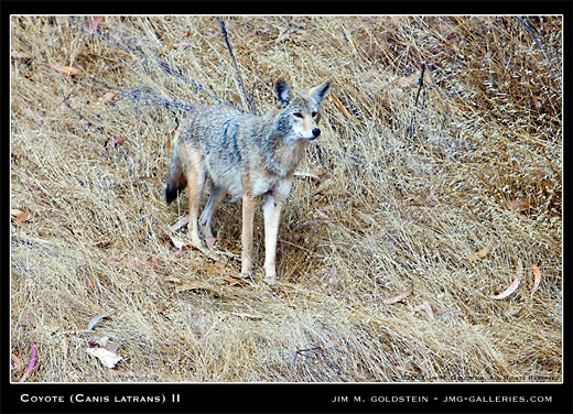 Coyote (Canis latrans) wildlife photo by Jim M. Goldstein