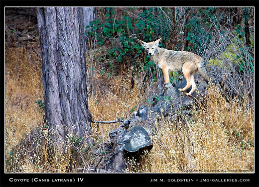 Coyote (Canis latrans) wildlife photo by Jim M. Goldstein