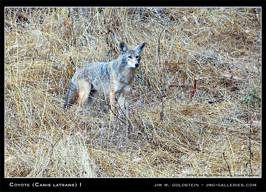 Coyote (Canis latrans) wildlife photo by Jim M. Goldstein