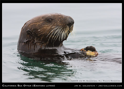 California Sea Otter (Enhydra lutris) nature photo by Jim M. Goldstein