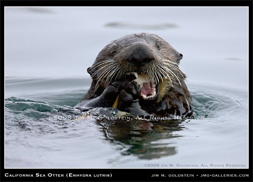 California Sea Otter (Enhydra lutris) nature photo by Jim M. Goldstein