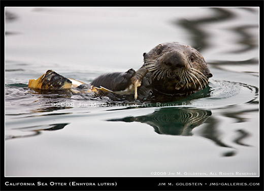 Sea Otter - Enhydra lutris feeding