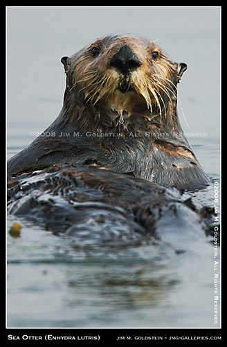Sea Otter profile - wildlife photo by Jim M. Goldstein