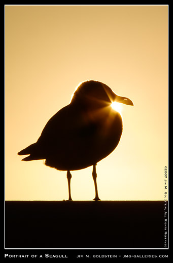 Portrait of a Seagull nature photo by Jim M. Goldstein, San Francisco