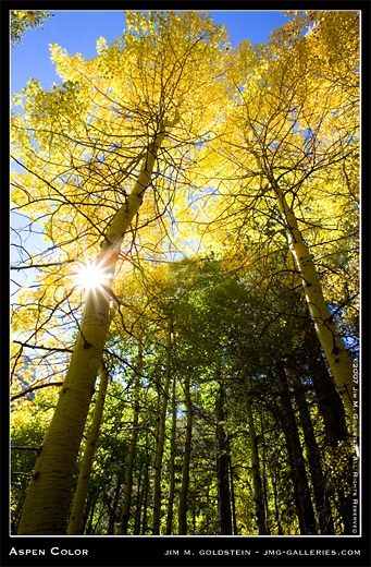 Aspen Fall Color nature photo by Jim M. Goldstein