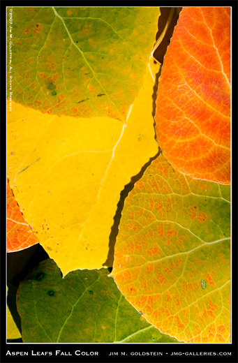 Aspen Leafs with Fall Color nature stock photo by Jim M. Goldstein