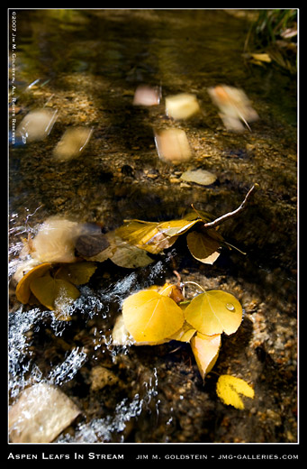 Aspen Leafs In A Stream, nature photograph by Jim M. Goldstein, landscape, fall color