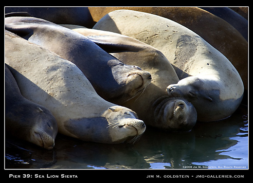 Sea Lion Siesta - nature photo by Jim M. Goldstein