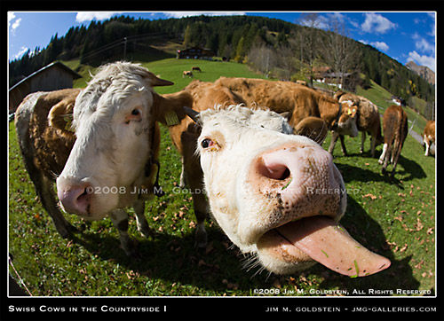 Swiss Cows in the Countryside