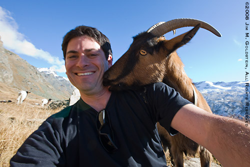 Friendly Swiss Alps Goat, Switzerland travel photo by Jim M. Goldstein