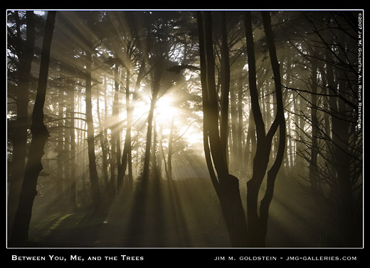 Morning Sunlight and Fog - Between You, Me and the Trees landscape photo by Jim M. Goldstein