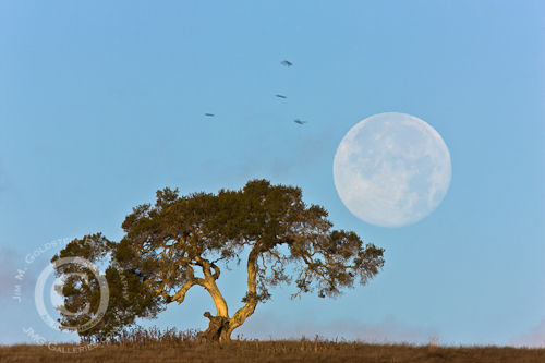 Perigee Moon & California Oak