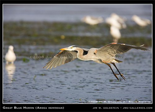 Great Blue Heron (Ardea herodias)