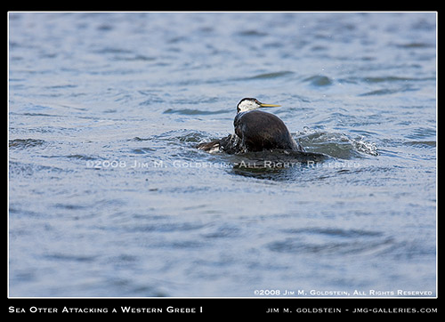 California Sea Otter (Enhydra lutris) Attacking A Western Grebe (Aechmophorus occidentalis)