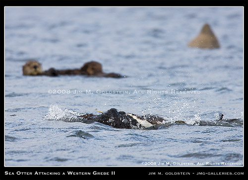 California Sea Otter (Enhydra lutris) Attacking A Western Grebe (Aechmophorus occidentalis)