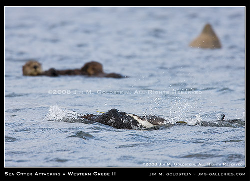 California Sea Otter (Enhydra lutris) Attacking A Western Grebe (Aechmophorus occidentalis)