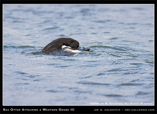 California Sea Otter (Enhydra lutris) Attacking A Western Grebe (Aechmophorus occidentalis)