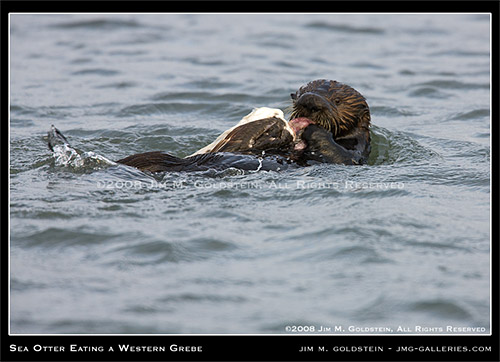 California Sea Otter (Enhydra lutris) Attacking A Western Grebe (Aechmophorus occidentalis)