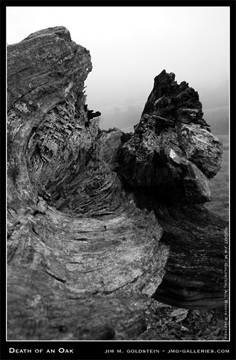 Death of an Oak by Jim M. Goldstein, landscape, nature, photo