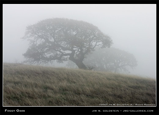 Foggy Oaks landscape photo by Jim M. Goldstein