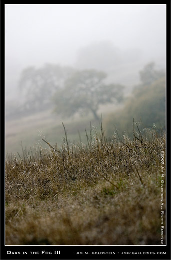 Oaks in the Fog landscape photo by Jim M. Goldstein, nature