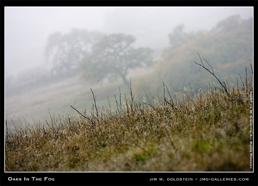Oak Trees In The Fog landscape photo by Jim M. Goldstein, stock photo, california landscape