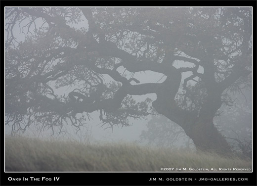 Oaks In The Fog IV landscape photo by Jim M. Goldstein, nature photography