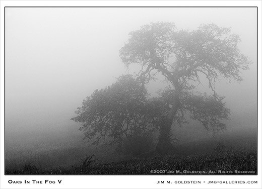 Oaks In The Fog landscape photo by Jim M. Goldstein
