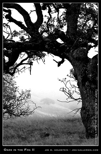 Oaks In The Fog II  landscape photo by Jim M. Goldstein