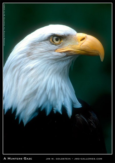 American Bald Eagle Profile photographed by Jim M. Goldstein