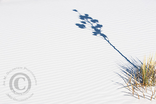 Yucca Shadow at White Sands National Monument