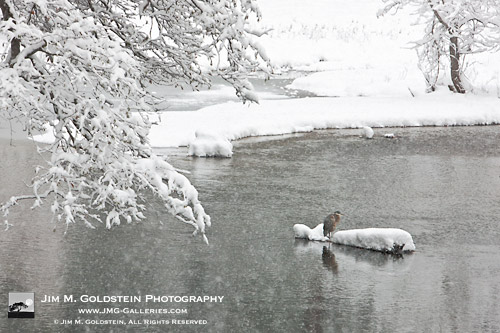 Blue Heron in Snowstorm - Yosemite National Park