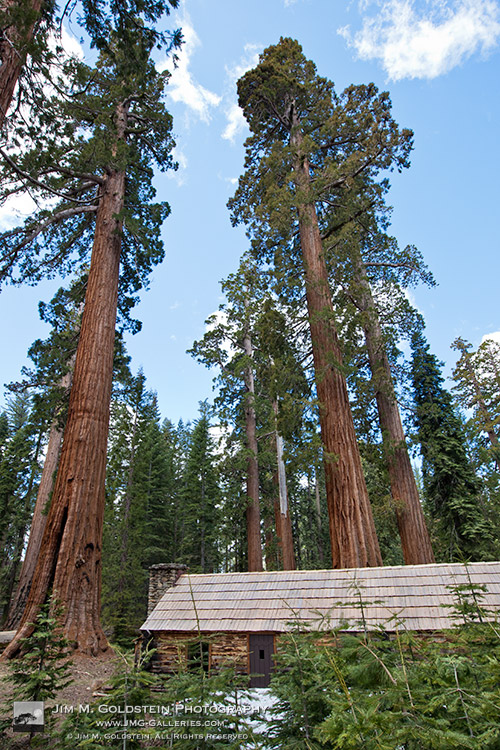 Giant Sequoia Trees (Sequoiadendron giganteum) Towering over the Mariposa Grove Museum - Yosemite National Park, California 