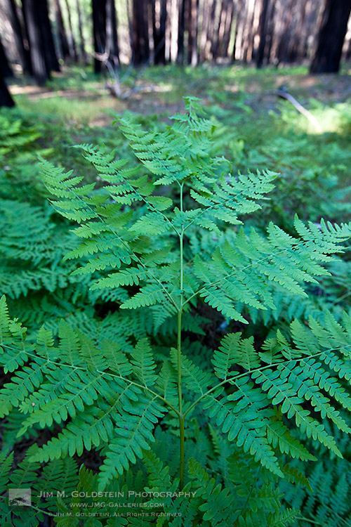 Fern Leaves, Yosemite National Park