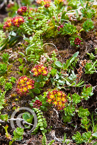 An ant feeds on an alpine flowers nectar - Glacier National Park, Montana