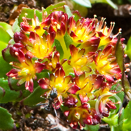 An ant feeds on an alpine flowers nectar - Glacier National Park, Montana