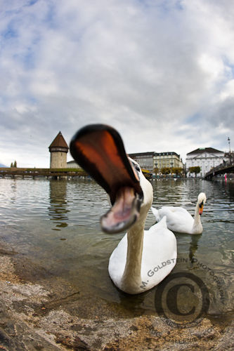 Biting Swan at Chapel Bridge (Kapellbrücke) - Lucerne, Switzerland