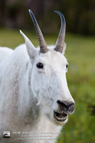 Mountain Goat (Oreamnos americanus) - Glacier National Park, California