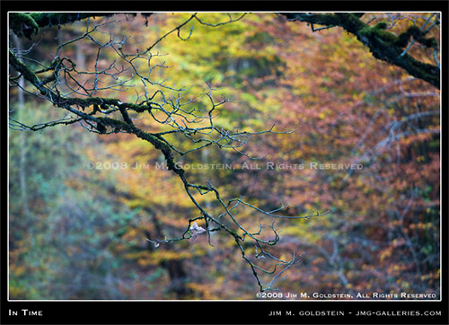 In Time, Switzerland, fall color