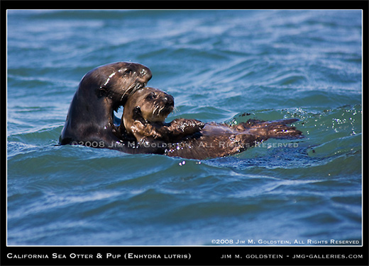 California Sea Otter and Pup (Enhydra lutris)
