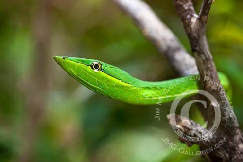 Vine Snake (Oxybelis fulgidus)