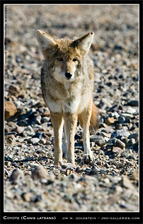 Wild Coyote wildlife photo by Jim M. Goldstein