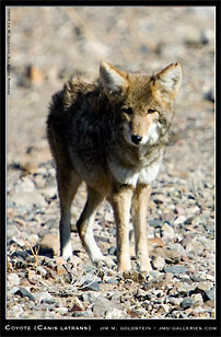 Wild Coyote wildlife photo by Jim M. Goldstein