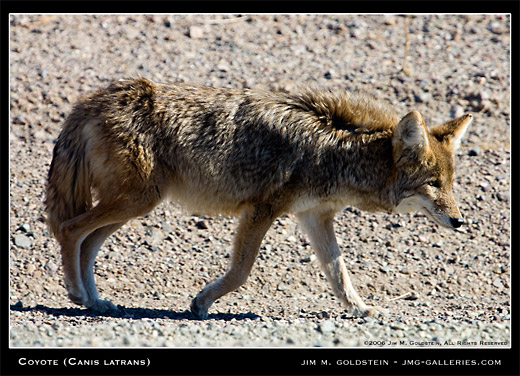 Wild Coyote wildlife photo by Jim M. Goldstein