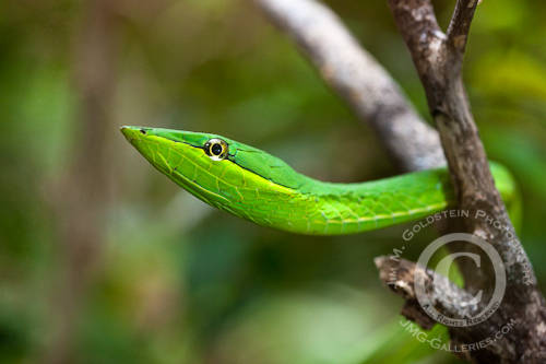 Vine Snake (Oxybelis fulgidus)