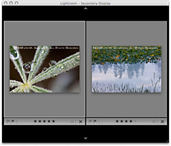 Lightroom 2 - Multiple Displays Compare View