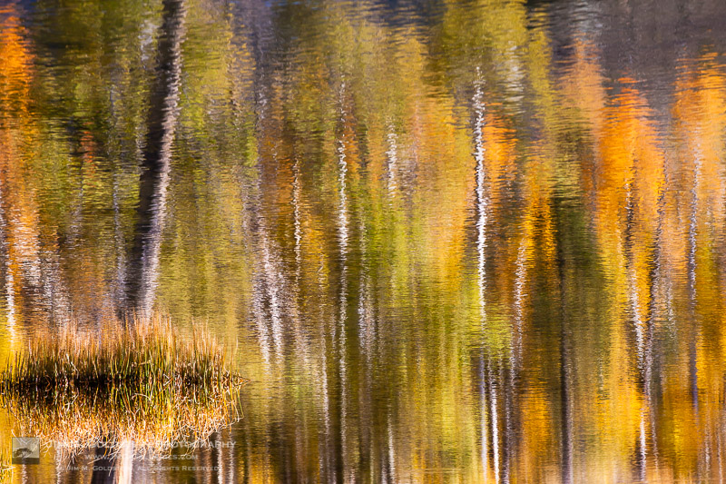 Fall Color Abstract