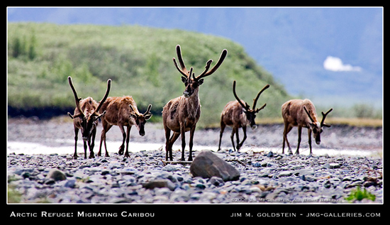 Migrating Caribou, Arctic National Wildlife Refuge photo by Jim M. Goldstein